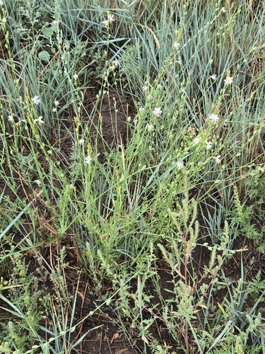 Oenothera podocarpa, photograph 3