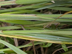 Carex atherodes