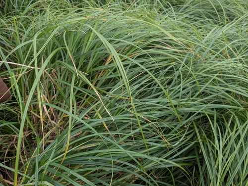 Carex atherodes, photograph 1
