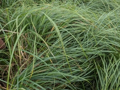 (c) Zoe O., some rights reserved (CC BY) Carex atherodes, photograph (c) Zoe O., some rights reserved (CC BY)