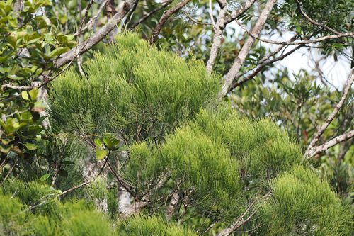 Gymnostoma deplancheanum observed 2026-08-14