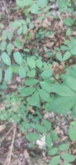 Hippocrepis emerus