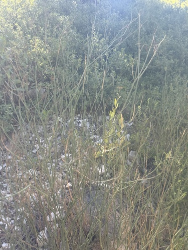 Coronilla juncea, photograph 6