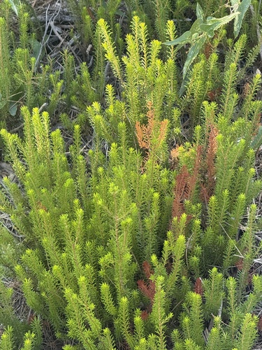 Erica multiflora, photograph 2