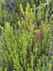 Erica multiflora, photograph (c) Tony KM, some rights reserved (CC BY)