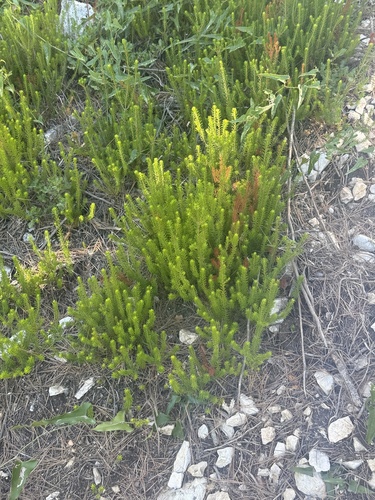 Erica multiflora, photograph 3