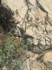 Ruta angustifolia