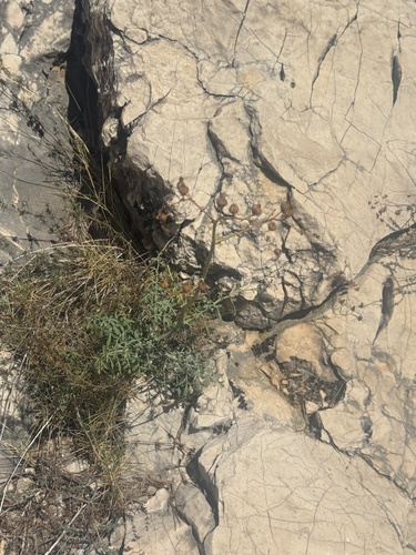 Ruta angustifolia, photograph 2
