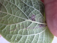 Celtis lindheimeri