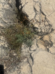 Ruta angustifolia, photograph (c) Tony KM, some rights reserved (CC BY)
