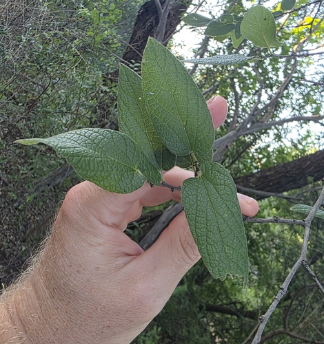 Celtis lindheimeri, photograph 1