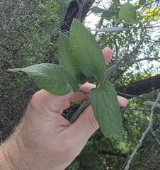 Celtis lindheimeri, photograph (c) Cleveland Powell, some rights reserved (CC BY)