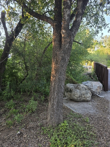 Celtis lindheimeri, photograph 4