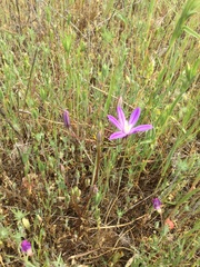 Brodiaea minor