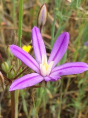 Brodiaea minor