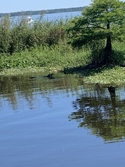 Alligator mississippiensis