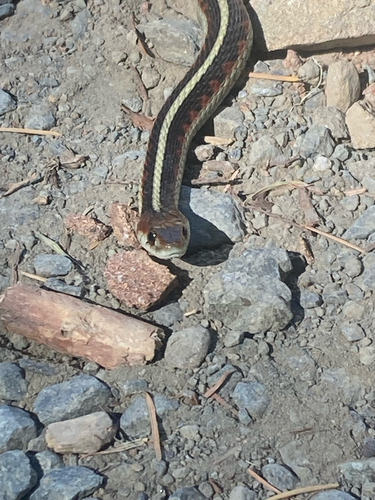 iNaturalist observation photo of Common Garter Snake