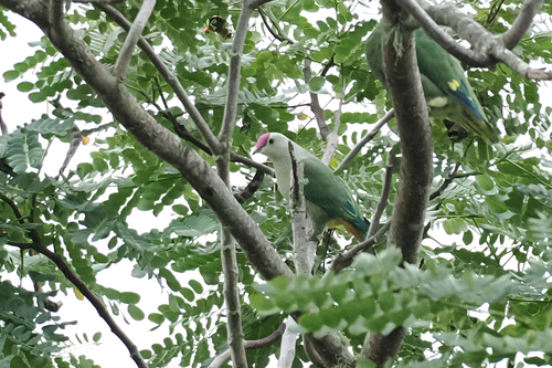 Ptilinopus greyi observed 2026-08-15