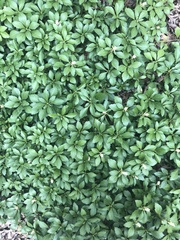 Pachysandra