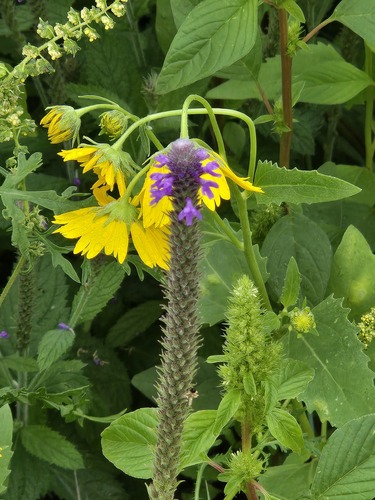 Verbena macdougalii, photograph 4