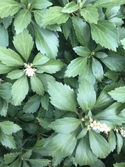 Pachysandra