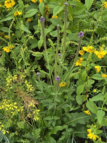 Verbena macdougalii, photograph 6
