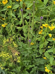 Verbena macdougalii, photograph (c) Jo Roberts, some rights reserved (CC BY)
