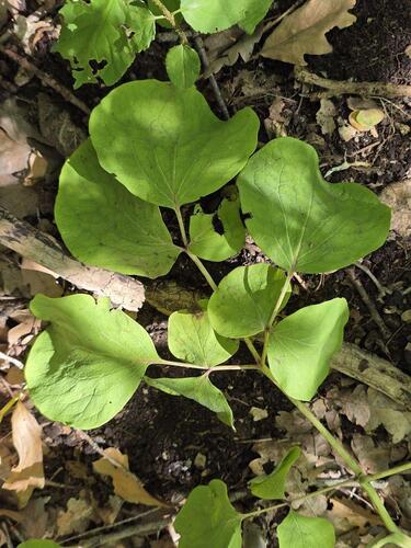 Paeonia daurica, photograph 3