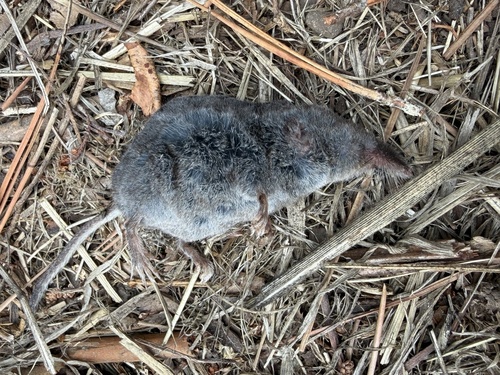 Vagrant Shrew