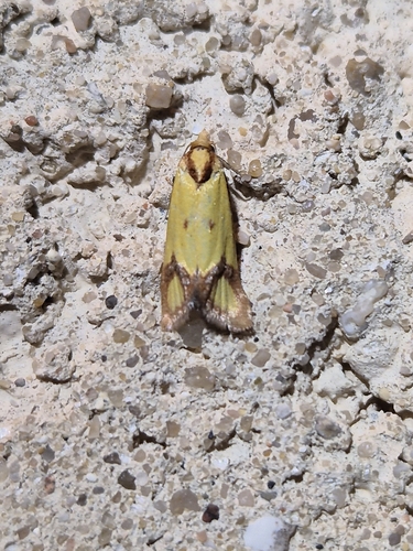 Knapweed Root Moth, 69390 Millery, France, photo 8 of 10