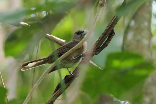 Clytorhynchus pachycephaloides observed 2026-08-16