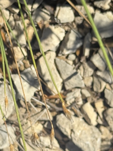 Aphyllanthes monspeliensis