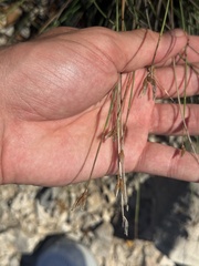 Aphyllanthes monspeliensis, photograph (c) Tony KM, some rights reserved (CC BY)