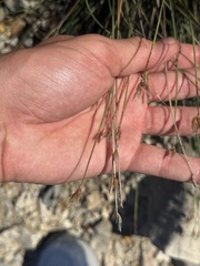 Aphyllanthes monspeliensis, photograph (c) Tony KM, some rights reserved (CC BY)
