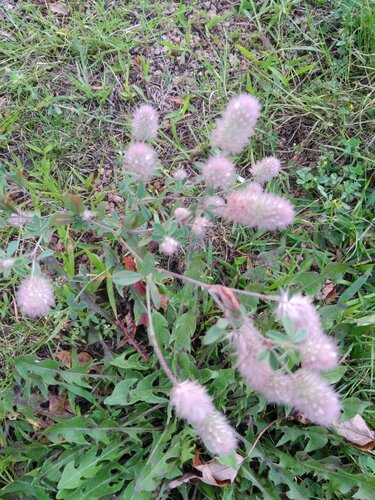 rabbitfoot clover