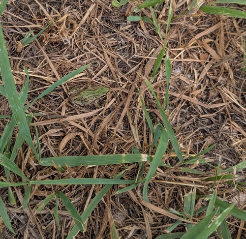 Boreal Chorus Frog