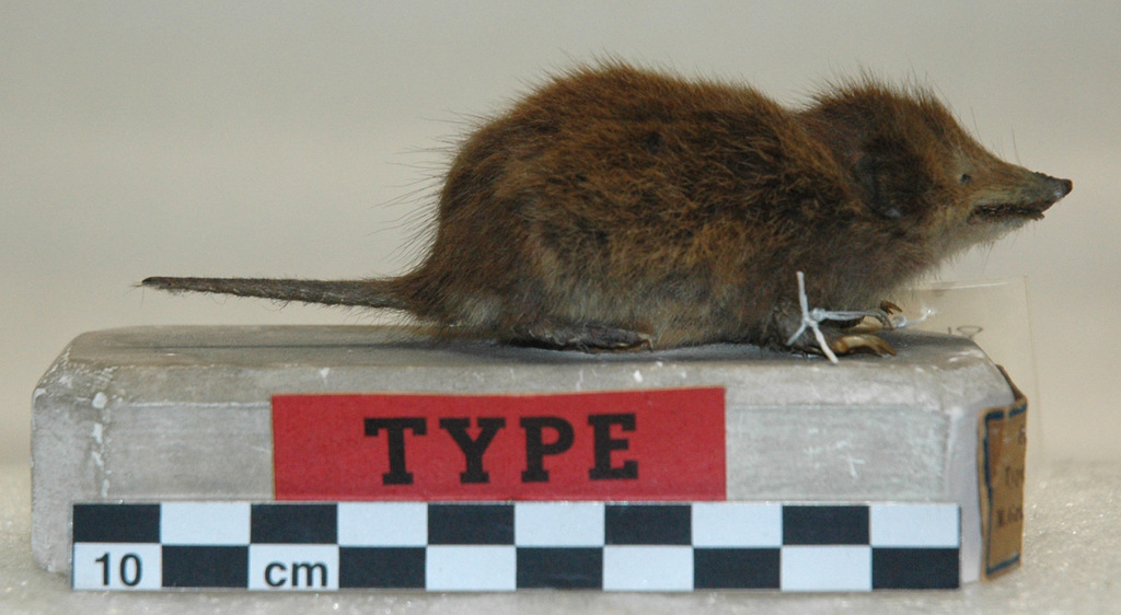 Four-toed Rice Tenrec