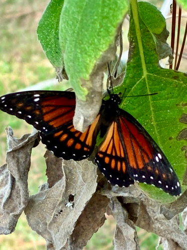 Viceroy