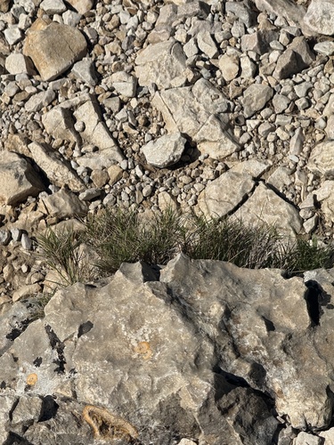 Brachypodium retusum, photograph 4
