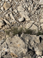 (c) Tony KM, some rights reserved (CC BY) Brachypodium retusum, photograph (c) Tony KM, some rights reserved (CC BY)