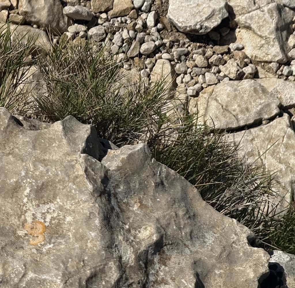 Brachypodium retusum; photograph (c) Tony KM, some rights reserved (CC BY)