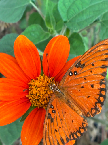 Gulf Fritillary