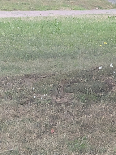 Thirteen-lined Ground Squirrel observed by steven_04