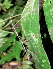 Lobolibethra