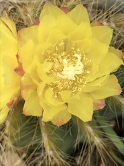 Parodia