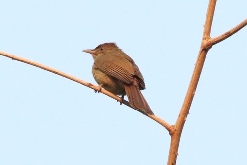 Grey-eyed Bulbul (Iole propinqua), photo 3