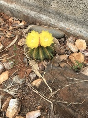Parodia