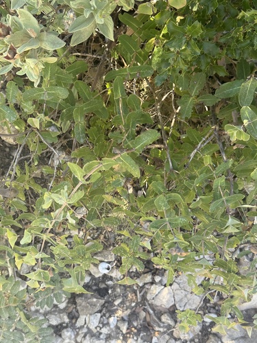 Lonicera implexa, photograph 3