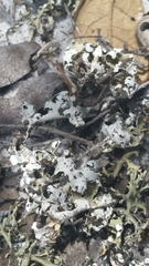 Cladonia prostrata
