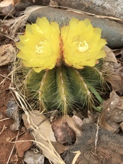Parodia